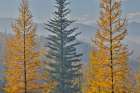 USA, Washington. Larch trees in autumn color Loup Loup State Forest, smoke from controlled burn Art Print
